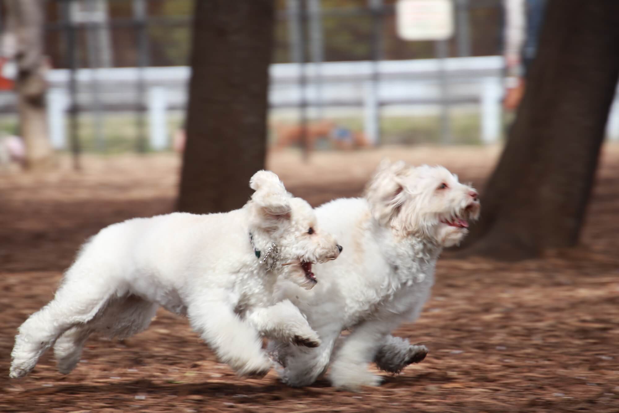 オーストラリアン・ラブラドゥードルの飼い方のポイント